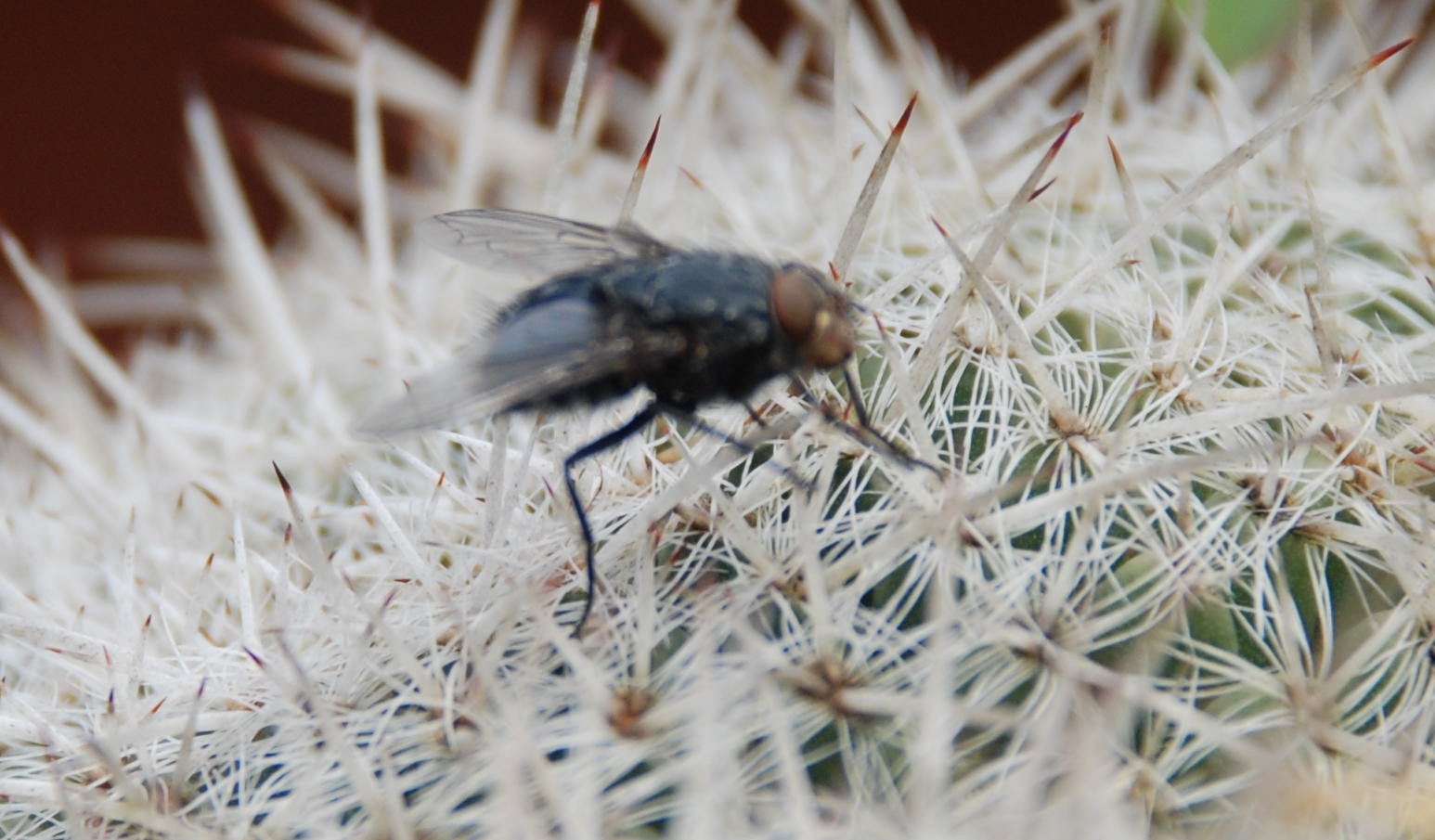 Calliphora sp. (Calliphoridae)